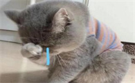 猫咪发烧打针几天能好