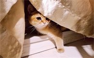 猫开始恨你的五种表现