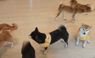 幼犬肠胃炎治愈率高吗