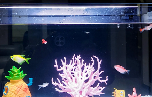 OF OCEAN FREE鱼缸过滤器有增氧作用吗 OF OCEAN FREE鱼缸过滤器有增氧作用吗