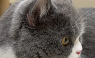 猫吃了绿萝过多久安全