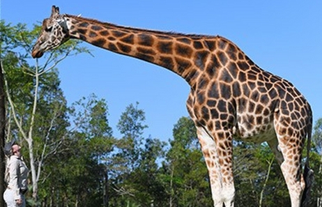 长颈鹿最高有多少米