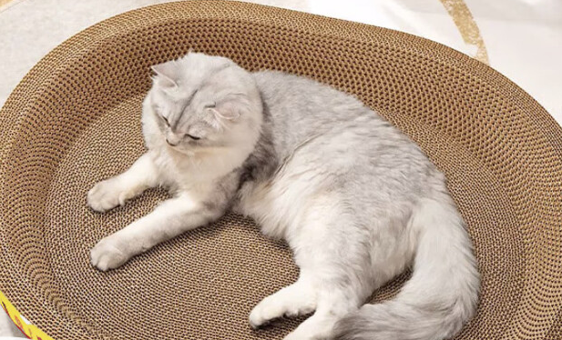 珍佑宠猫抓板，猫咪的猫咪专属天地