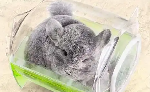暮秋小主龙猫洗澡能洗干净吗