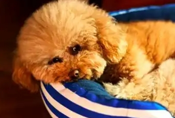 幼犬肠胃炎会自愈吗