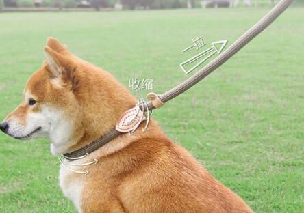 加仕高狗狗项圈戴多紧 加仕高狗狗项圈戴多紧