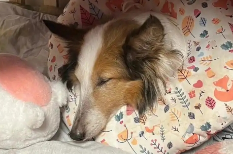 狗狗肾衰竭好转的表现 狗狗肾衰竭好转的表现