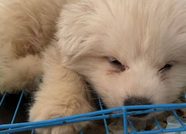 女子网购宠物遇陷阱!到货的“萌宠”是病狗 女子网购宠物遇陷阱!到货的“萌宠”是病狗