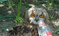 猫头鹰要喝水吗