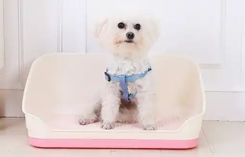 捣蛋鬼狗厕所怎么样 捣蛋鬼狗厕所怎么样