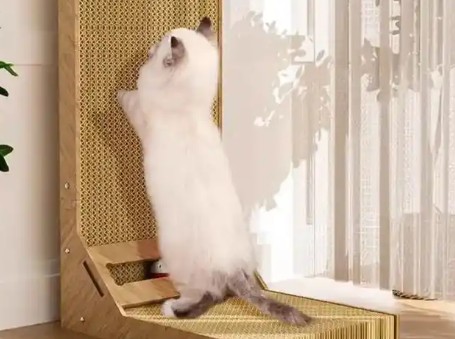 光多拉猫抓板多少钱一个