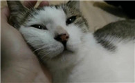 猫咪发烧40度怎么退烧