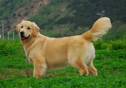 金毛鼻子变粉掉皮是什么原因 金毛鼻子变粉掉皮是什么原因