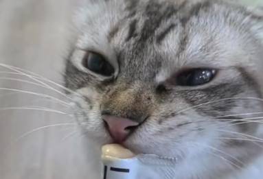 粮小兜猫条能吃吗