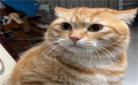 猫能吃豆渣吗