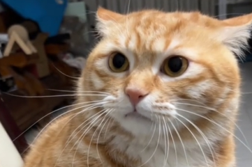 猫咪耳朵有黄色油脂怎么弄