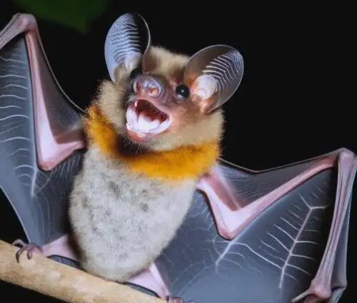 蝙蝠由什么进化而来 蝙蝠由什么进化而来