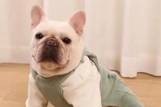 法斗多少度需要穿衣服