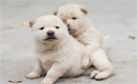 幼犬肠胃炎有什么症状