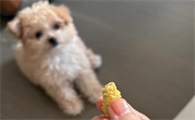 狗狗吞了7cm的磨牙棒怎么办