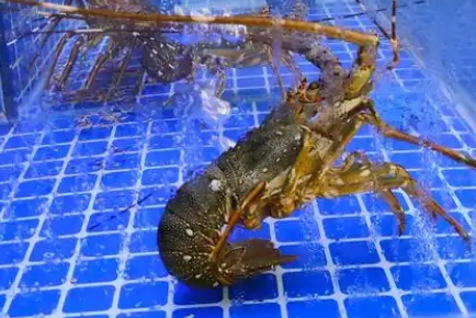 海水有龙虾吗