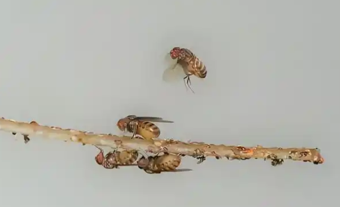 果蝇是外来物种吗