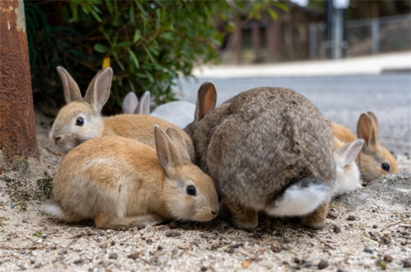 兔子喉咙里呼噜呼噜的怎么治疗