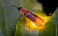 萤火虫的光叫什么