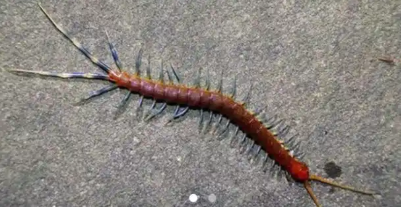 野生蜈蚣市场价多少一条