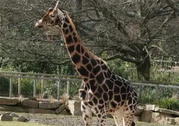 长颈鹿血压多少