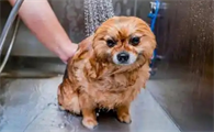 狗狗来姨妈可以洗澡吗