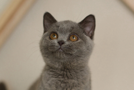 英短蓝猫成年是几个月