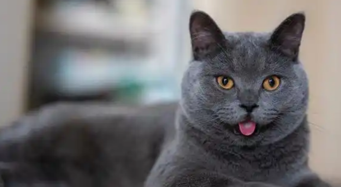 蓝猫六个月多少斤