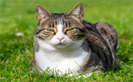 小猫多大需要帮助排尿