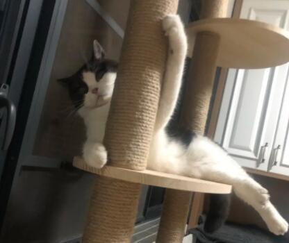 养了6年的猫相当于几岁