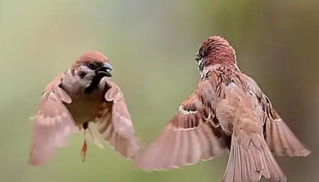 麻雀进家有什么预兆