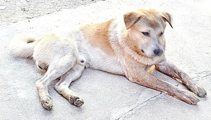 犬瘟热的狗最后是怎么死的