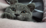 猫咪身上细菌怎么去除