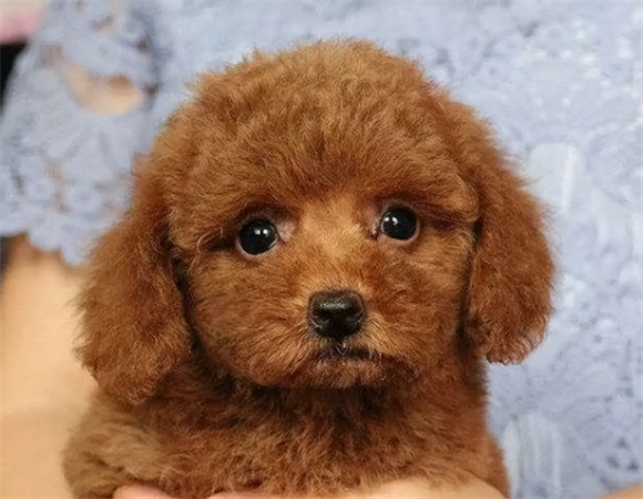 泰迪可以吃苦瓜吗