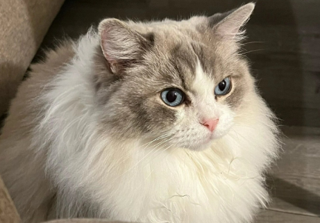 布偶猫一般几个月毛发变色