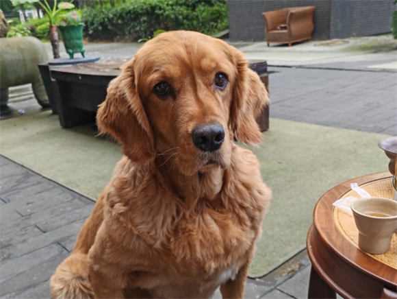 金毛一天吃几顿比较好消化 金毛一天吃几顿比较好消化