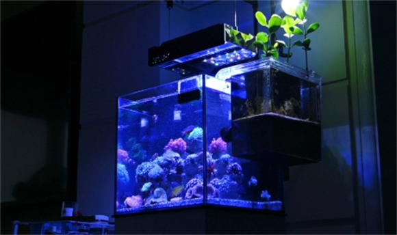 Seastar 鱼缸，品质材质与工艺铸就卓越品质