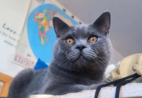 蓝猫6个月是多少岁