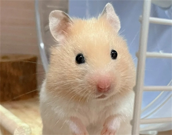 仓鼠真死和假死的区别 仓鼠真死和假死的区别