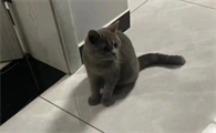 蓝猫6个多月一般要多重才正常