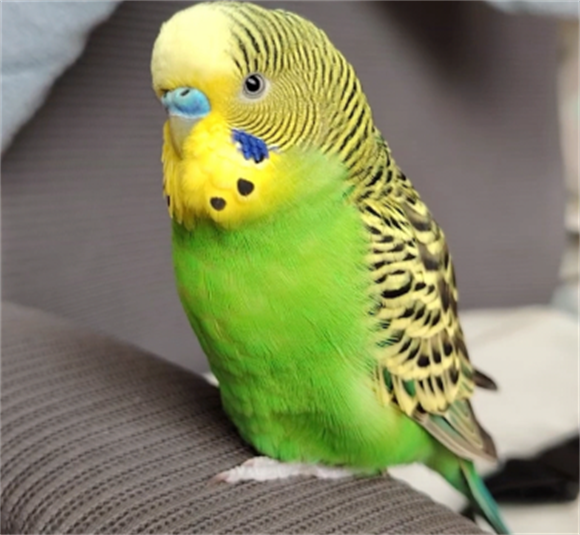 虎皮鹦鹉是怎么繁殖的 虎皮鹦鹉是怎么繁殖的