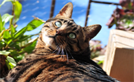 猫咪吃芦荟有什么危害