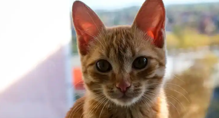 猫咪吐黄水能自愈吗
