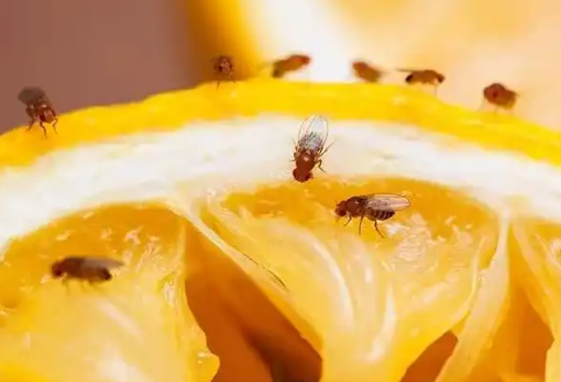 怎么消灭果蝇