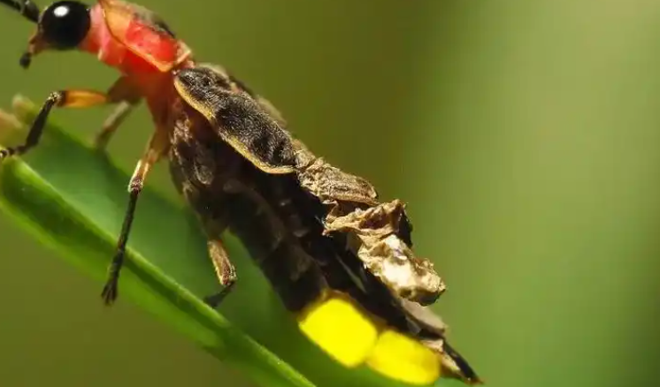 萤火虫是不是益虫
